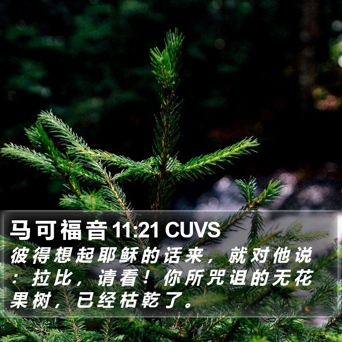 马 可 福 音 11:21 CUVS Bible Study