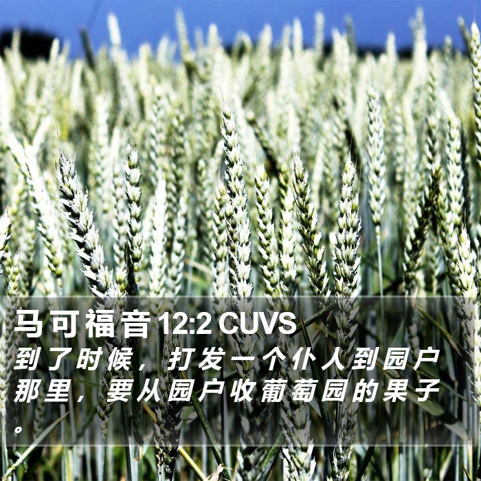 马 可 福 音 12:2 CUVS Bible Study