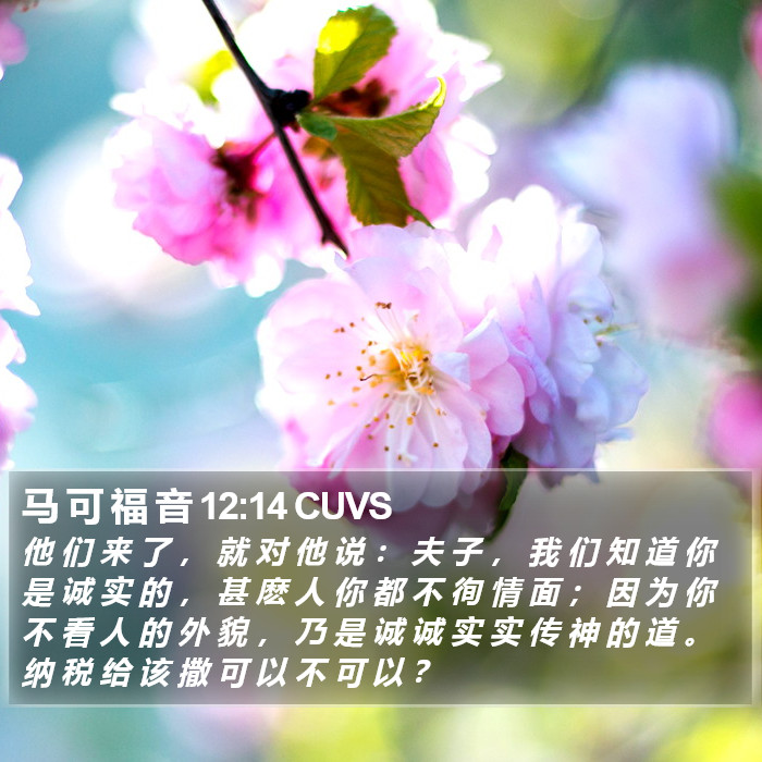 马 可 福 音 12:14 CUVS Bible Study