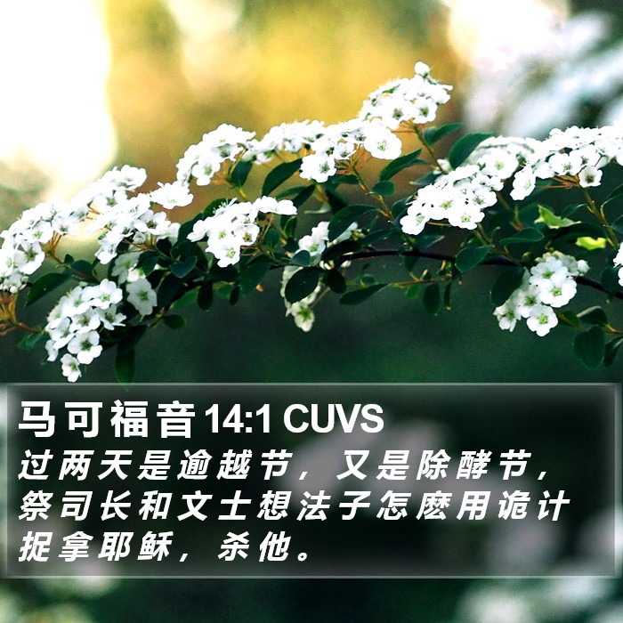 马 可 福 音 14:1 CUVS Bible Study