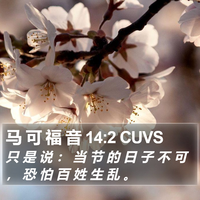 马 可 福 音 14:2 CUVS Bible Study