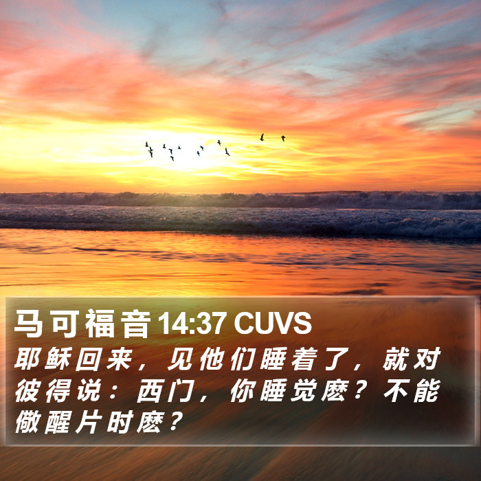 马 可 福 音 14:37 CUVS Bible Study