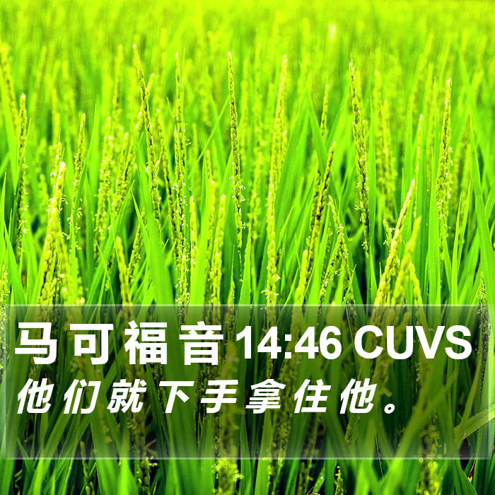 马 可 福 音 14:46 CUVS Bible Study