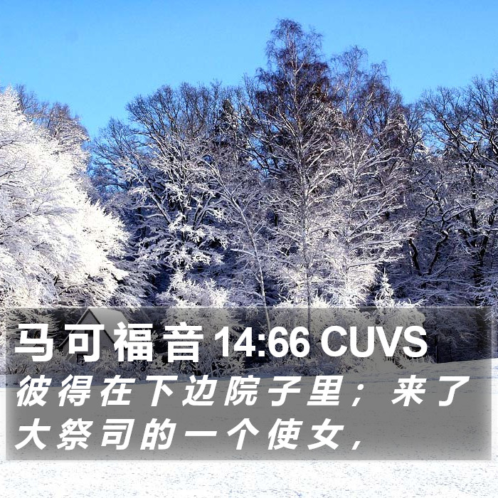 马 可 福 音 14:66 CUVS Bible Study