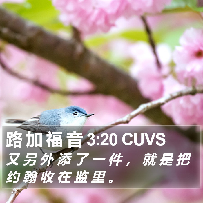 路 加 福 音 3:20 CUVS Bible Study