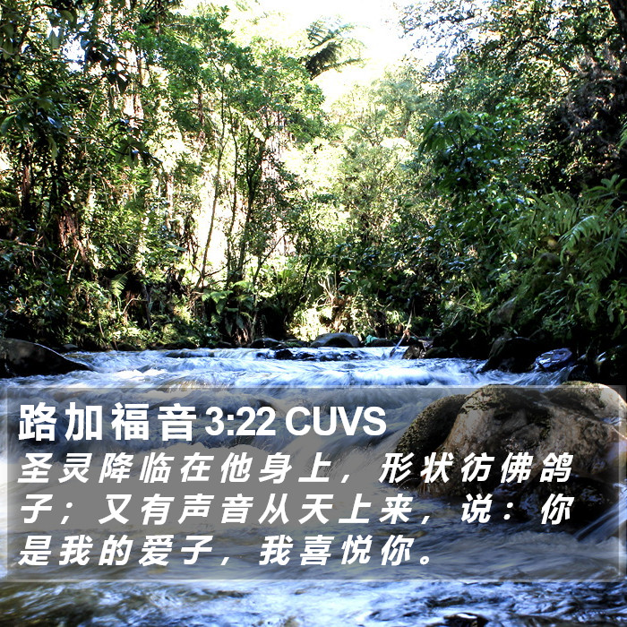 路 加 福 音 3:22 CUVS Bible Study