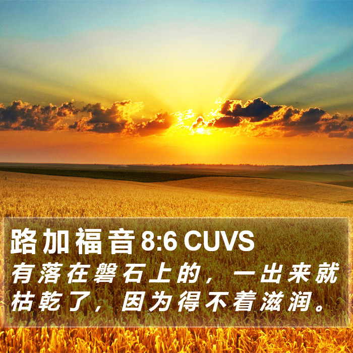 路 加 福 音 8:6 CUVS Bible Study
