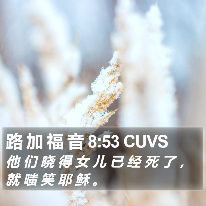 路 加 福 音 8:53 CUVS Bible Study
