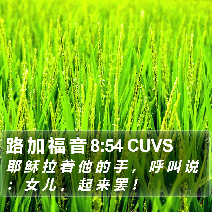 路 加 福 音 8:54 CUVS Bible Study