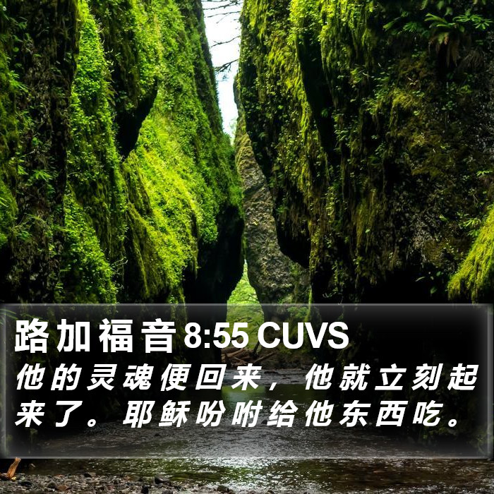 路 加 福 音 8:55 CUVS Bible Study