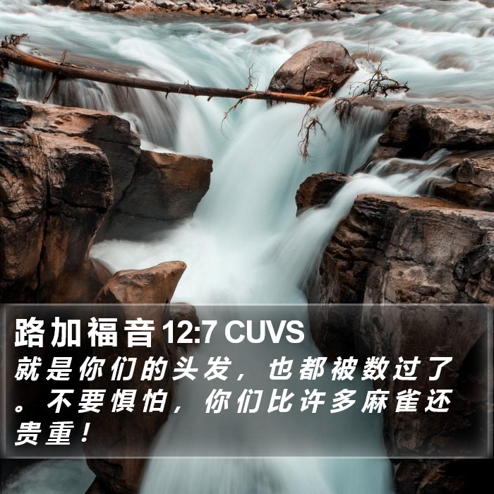 路 加 福 音 12:7 CUVS Bible Study