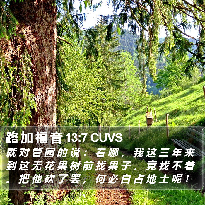 路 加 福 音 13:7 CUVS Bible Study