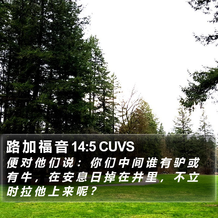 路 加 福 音 14:5 CUVS Bible Study