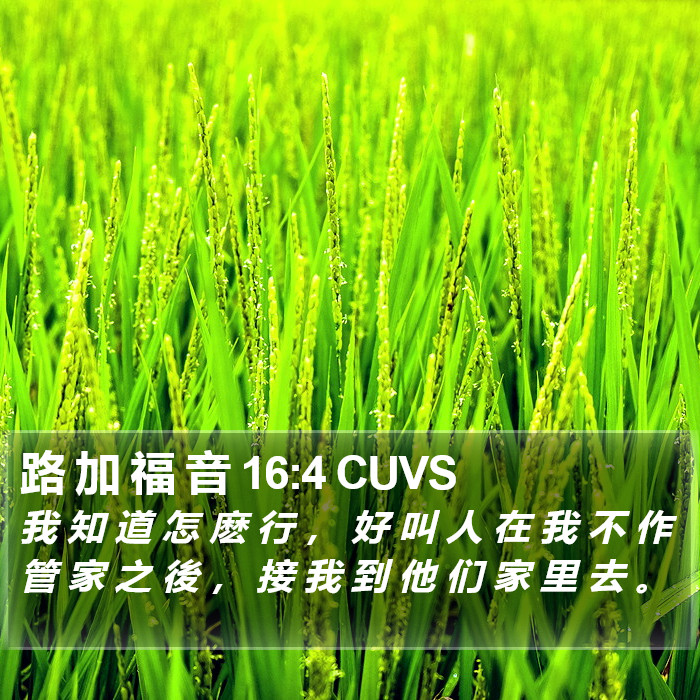 路 加 福 音 16:4 CUVS Bible Study