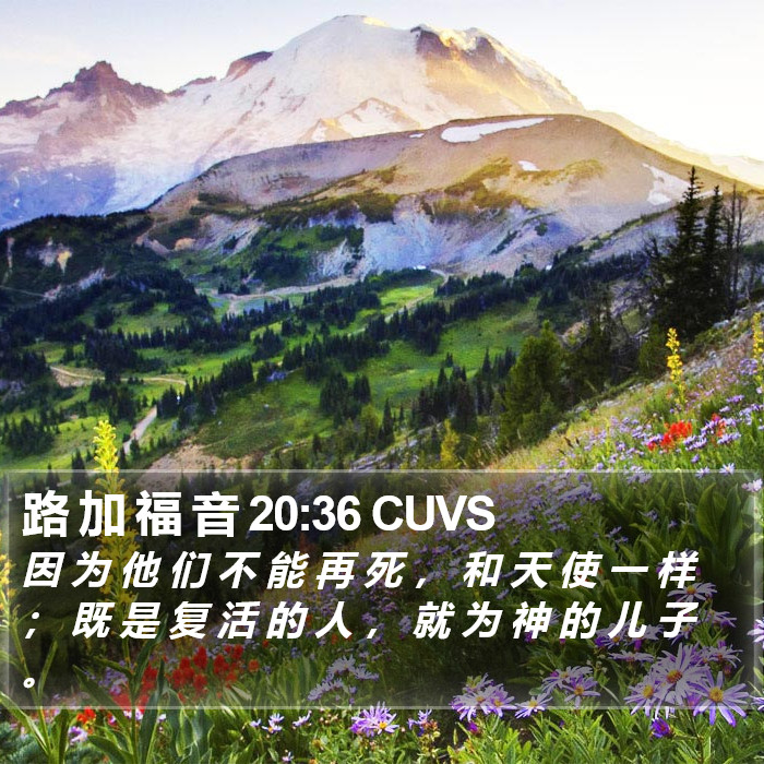 路 加 福 音 20:36 CUVS Bible Study