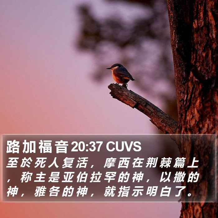 路 加 福 音 20:37 CUVS Bible Study