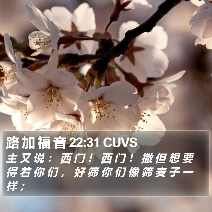 路 加 福 音 22:31 CUVS Bible Study