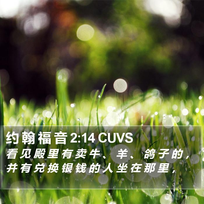 约 翰 福 音 2:14 CUVS Bible Study