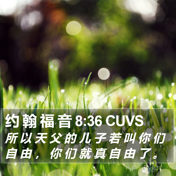 约 翰 福 音 8:36 CUVS Bible Study