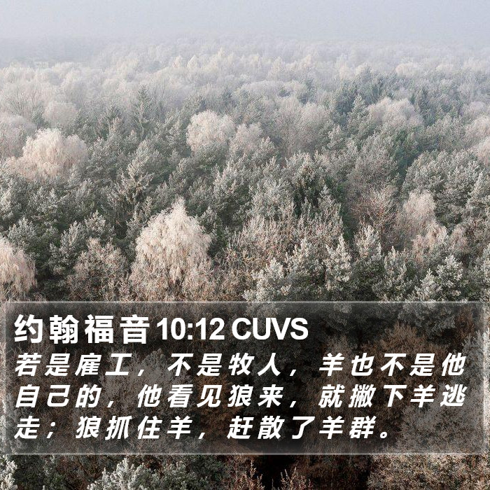 约 翰 福 音 10:12 CUVS Bible Study