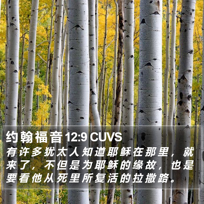 约 翰 福 音 12:9 CUVS Bible Study