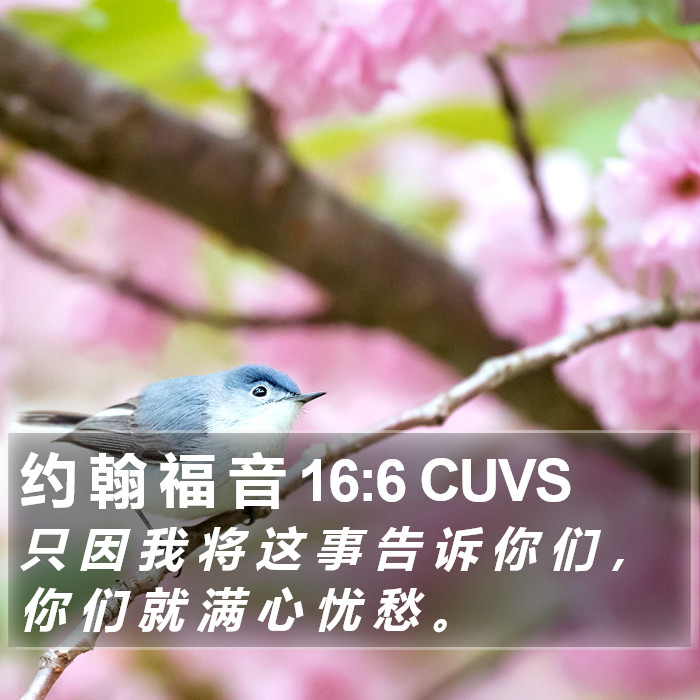 约 翰 福 音 16:6 CUVS Bible Study