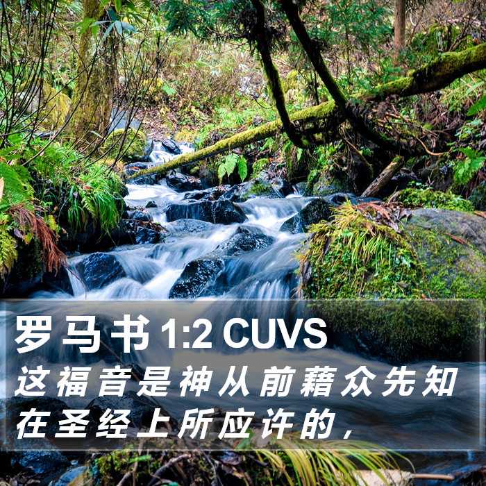 罗 马 书 1:2 CUVS Bible Study