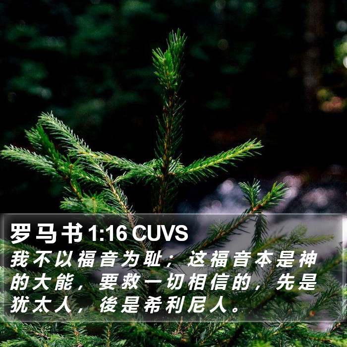 罗 马 书 1:16 CUVS Bible Study