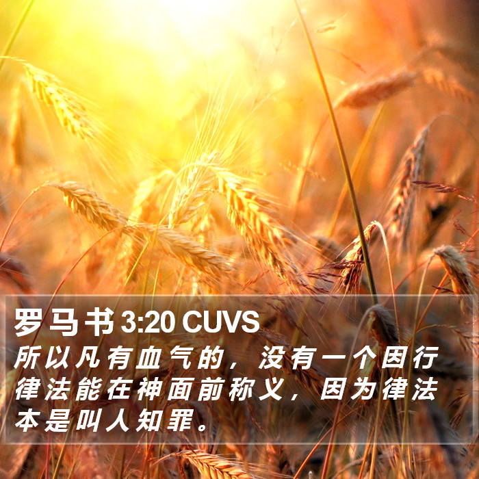 罗 马 书 3:20 CUVS Bible Study