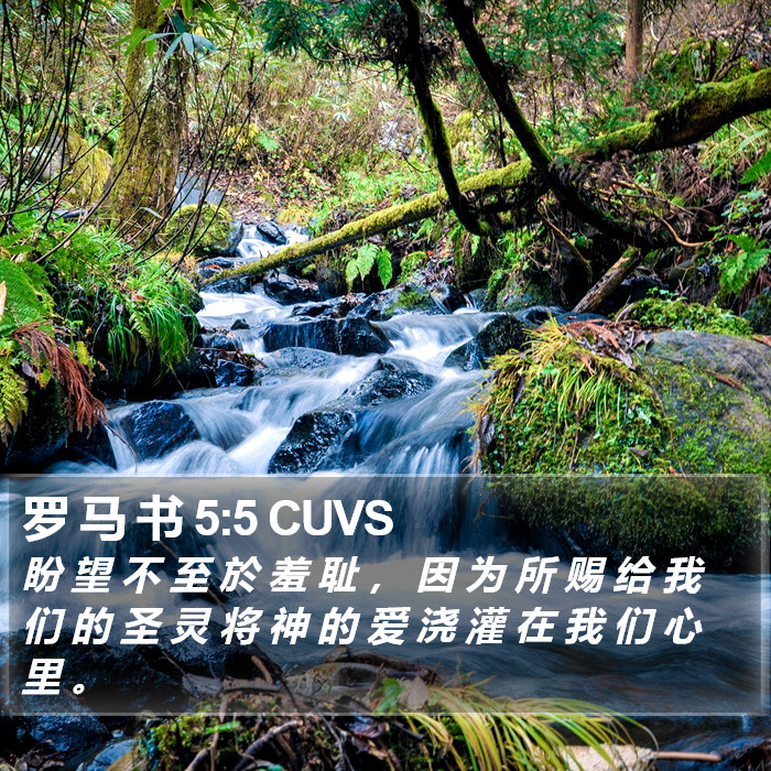 罗 马 书 5:5 CUVS Bible Study