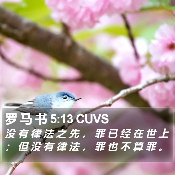 罗 马 书 5:13 CUVS Bible Study