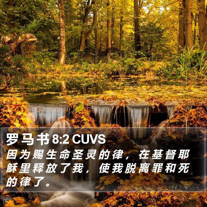 罗 马 书 8:2 CUVS Bible Study