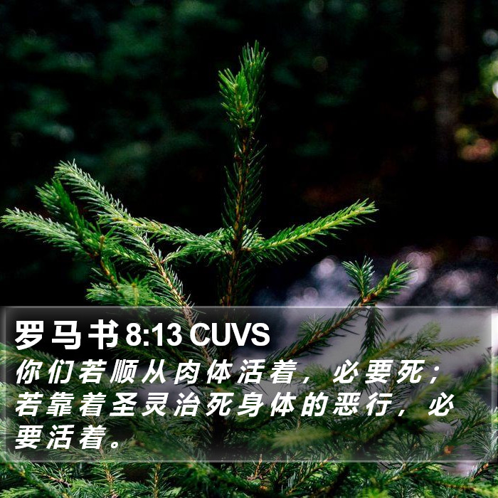 罗 马 书 8:13 CUVS Bible Study