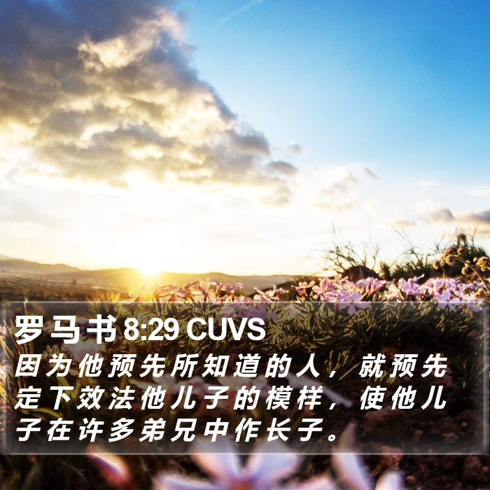 罗 马 书 8:29 CUVS Bible Study