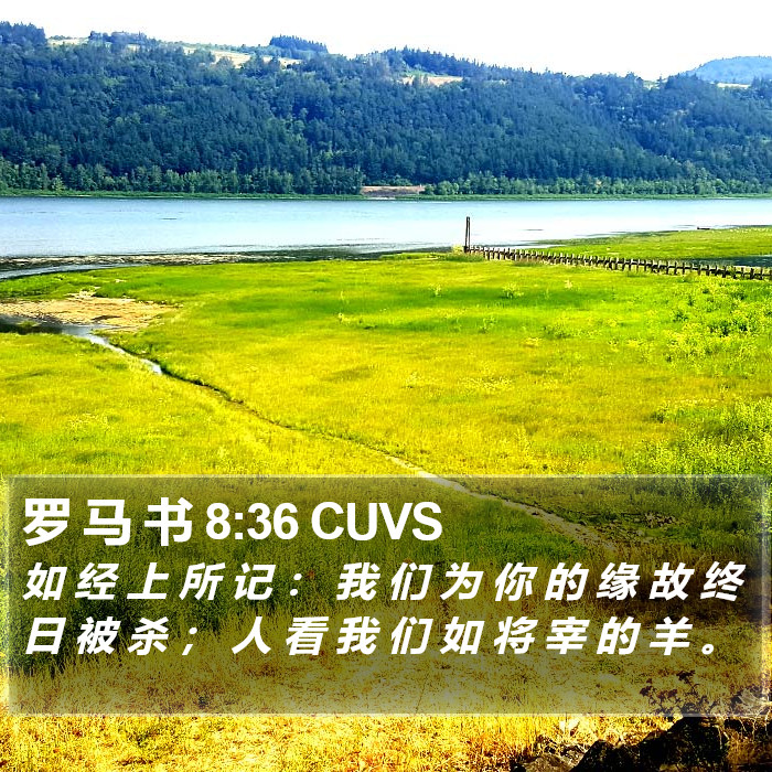 罗 马 书 8:36 CUVS Bible Study