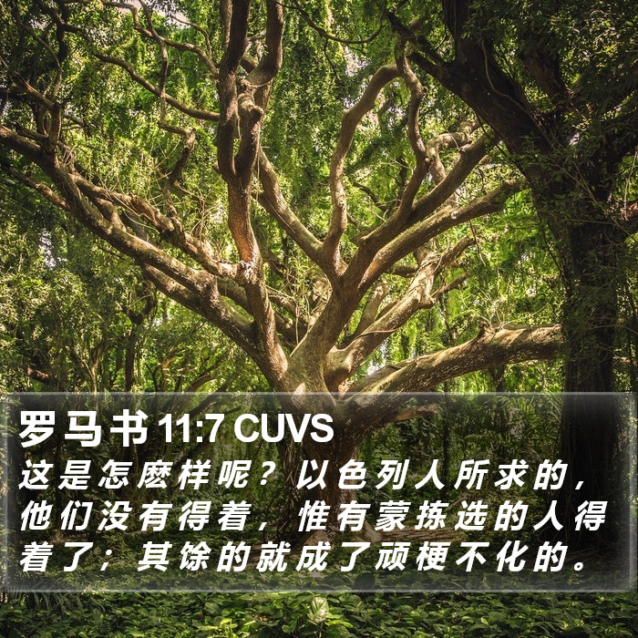 罗 马 书 11:7 CUVS Bible Study