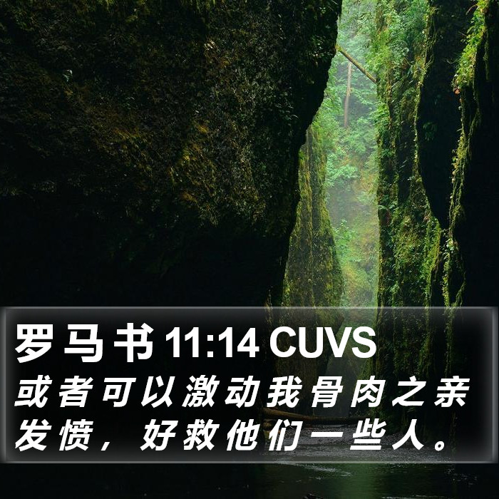 罗 马 书 11:14 CUVS Bible Study