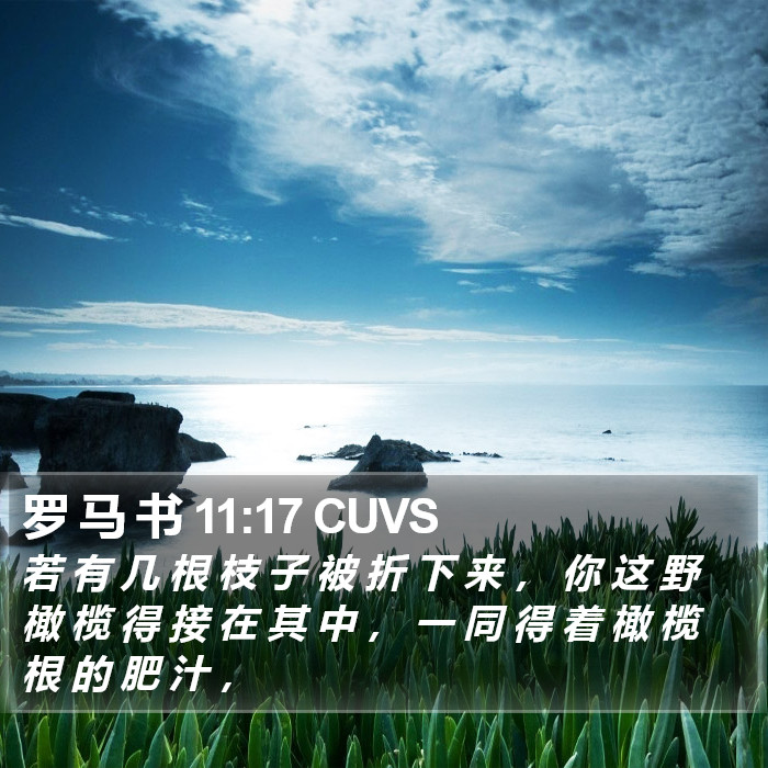 罗 马 书 11:17 CUVS Bible Study