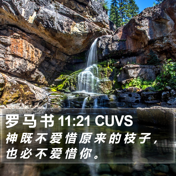 罗 马 书 11:21 CUVS Bible Study