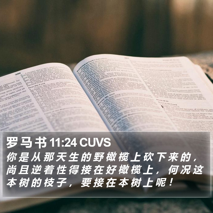 罗 马 书 11:24 CUVS Bible Study