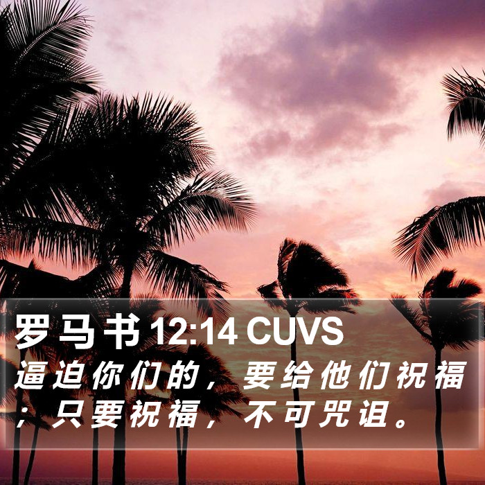 罗 马 书 12:14 CUVS Bible Study
