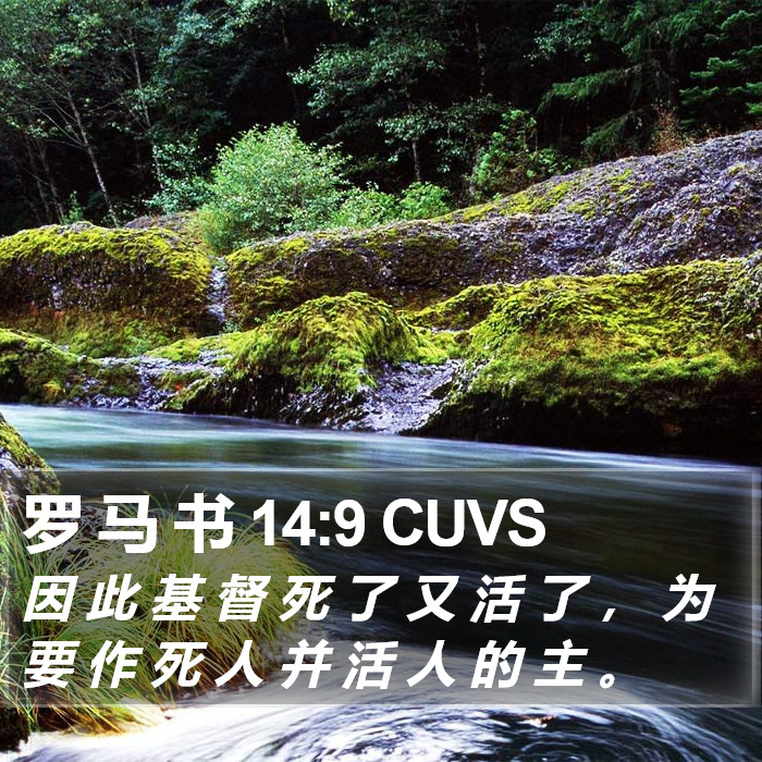 罗 马 书 14:9 CUVS Bible Study