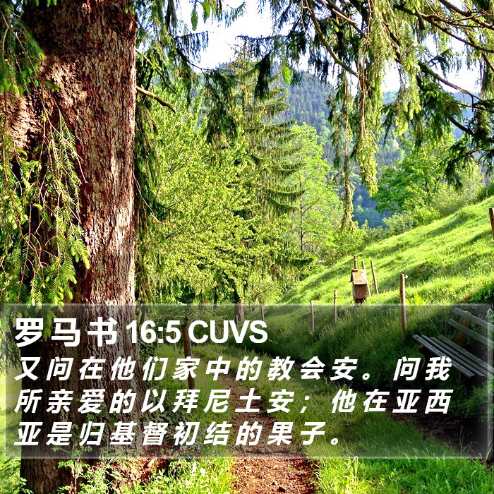 罗 马 书 16:5 CUVS Bible Study