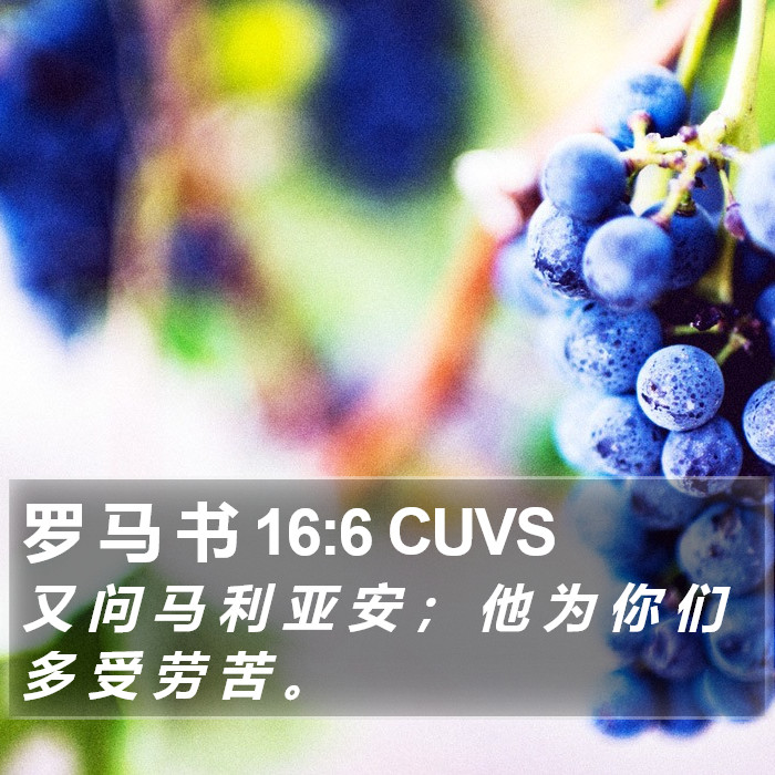 罗 马 书 16:6 CUVS Bible Study