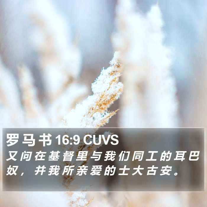 罗 马 书 16:9 CUVS Bible Study