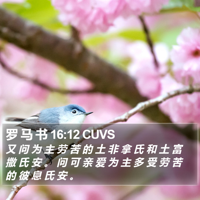 罗 马 书 16:12 CUVS Bible Study