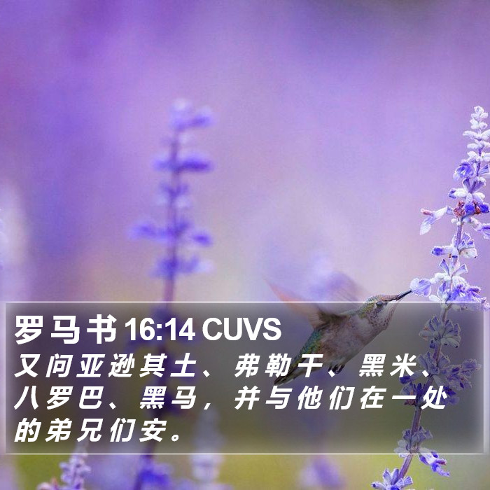 罗 马 书 16:14 CUVS Bible Study