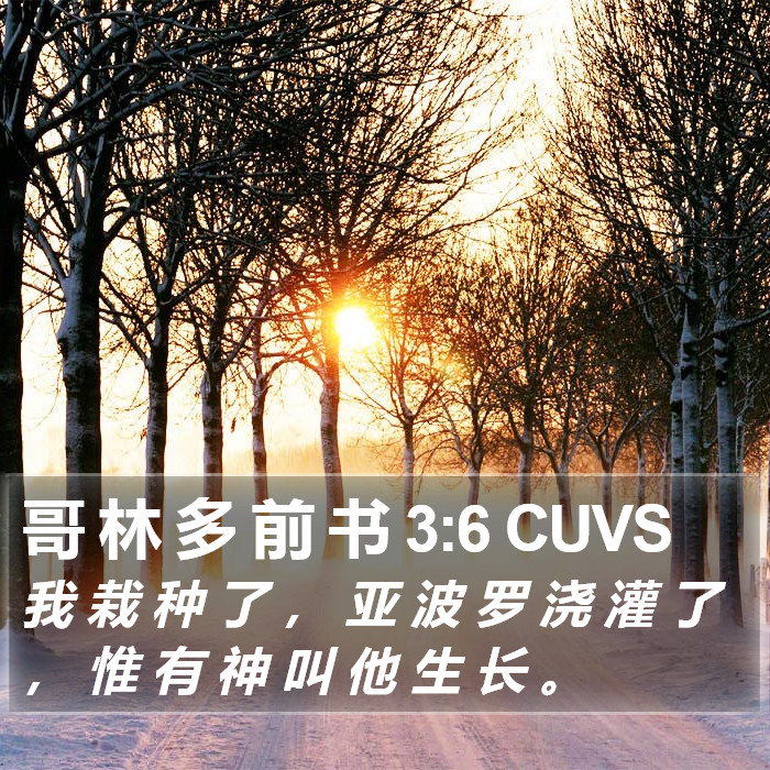 哥 林 多 前 书 3:6 CUVS Bible Study