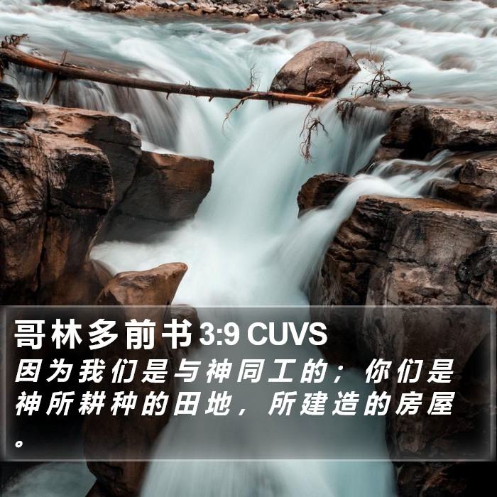 哥 林 多 前 书 3:9 CUVS Bible Study