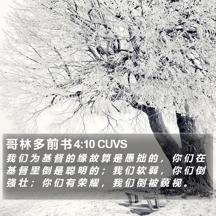 哥 林 多 前 书 4:10 CUVS Bible Study